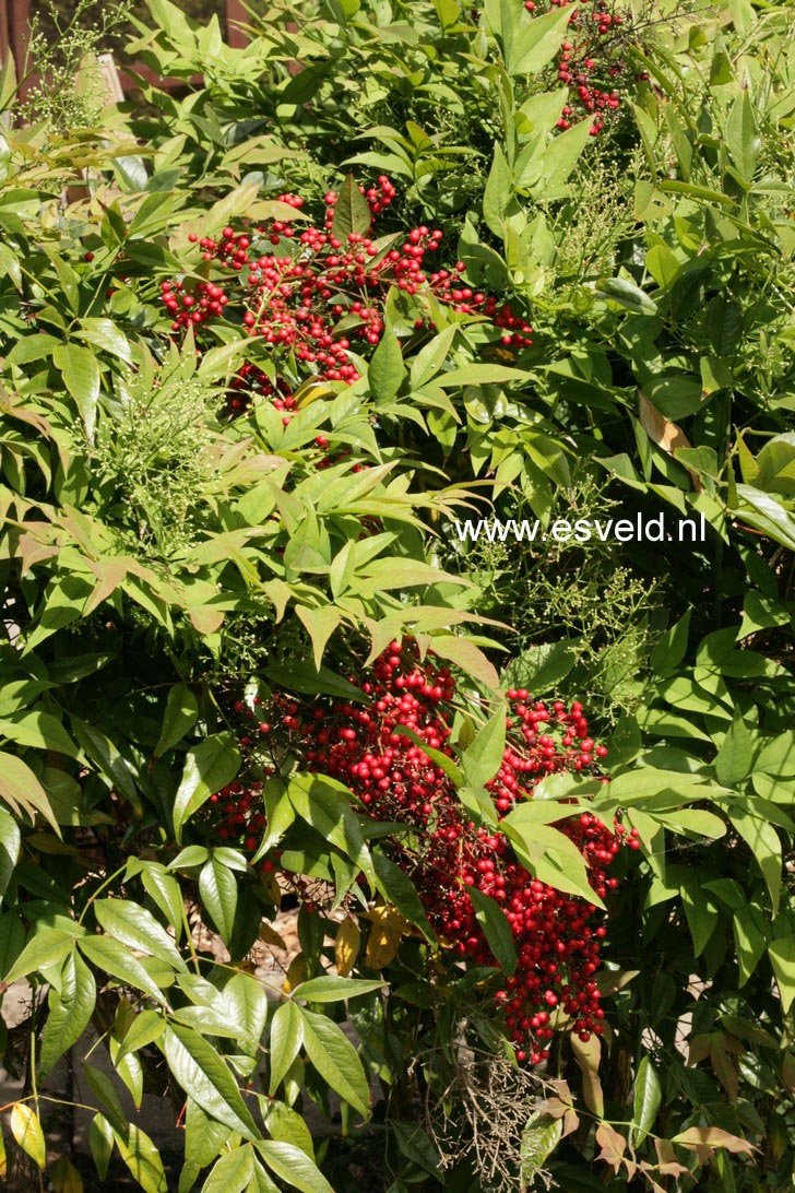 Nandina domestica