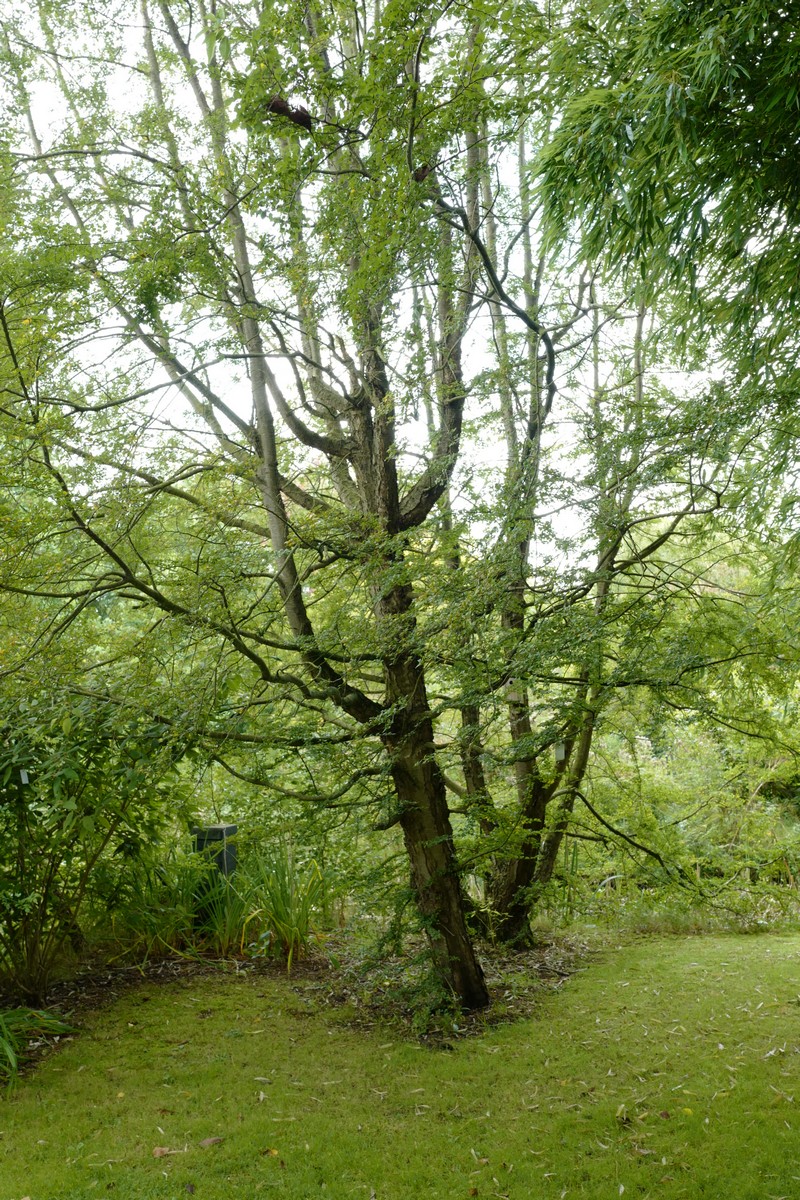 Nothofagus antarctica