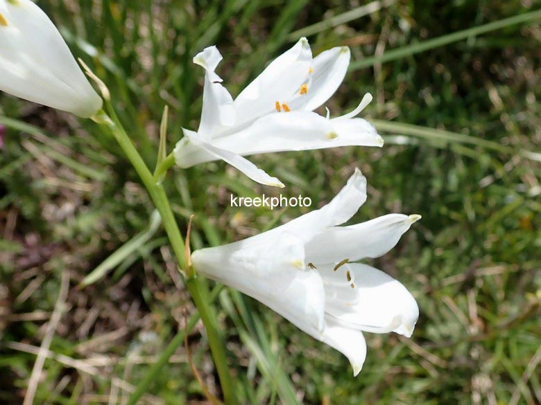 Paradisea liliastrum