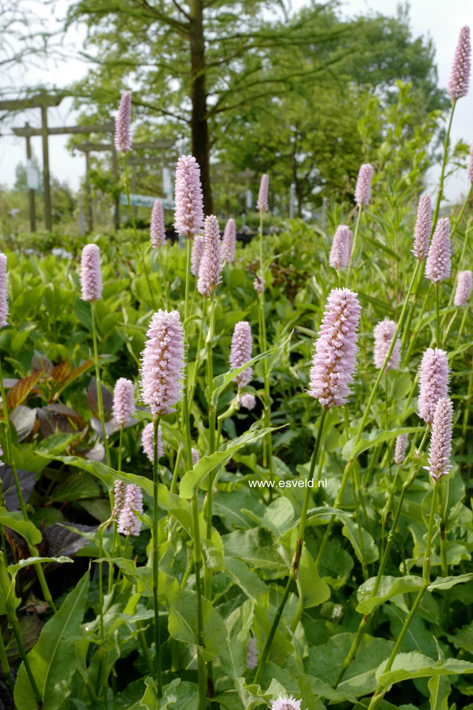 Persicaria bistorta