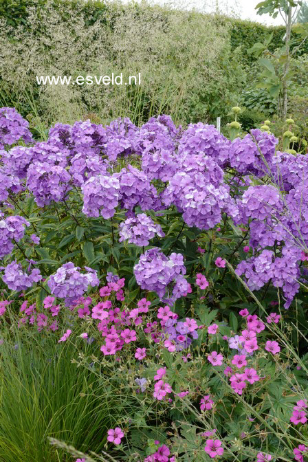 Phlox paniculata 'Blue Paradise'