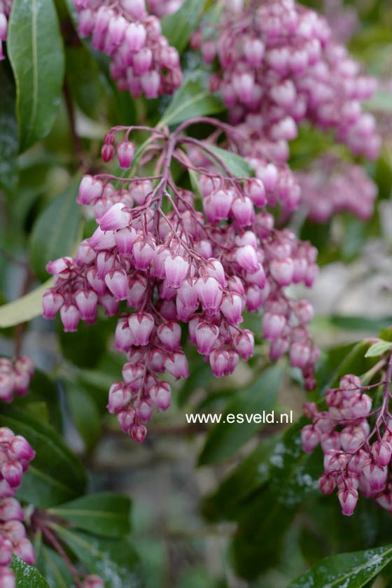 Pieris japonica 'Katsura'