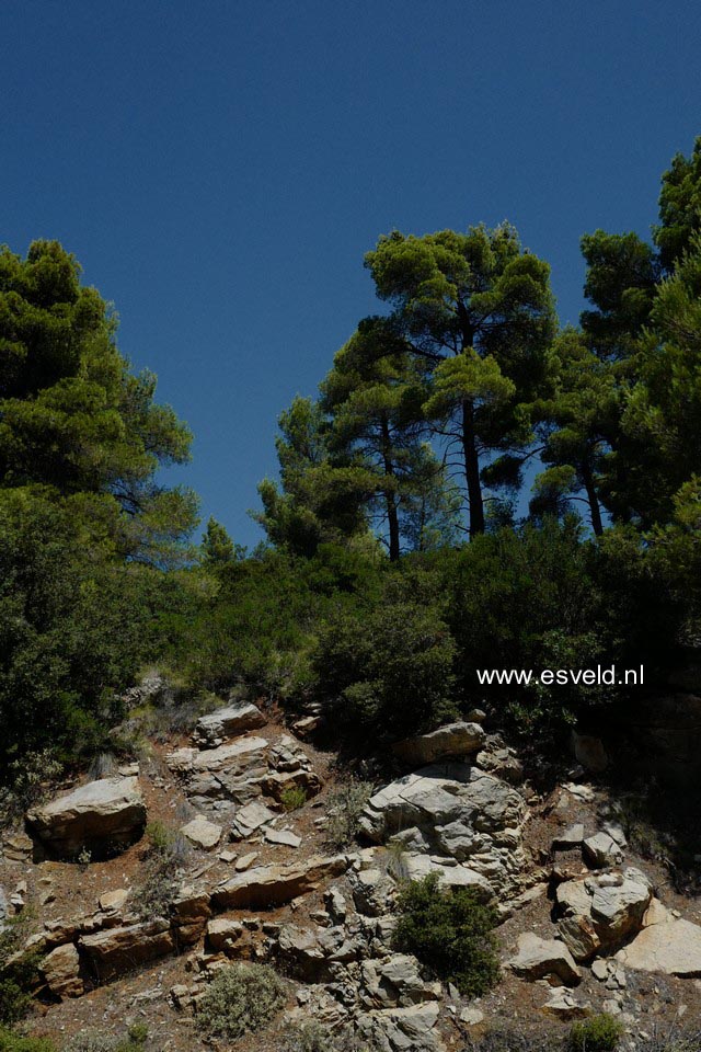Pinus halepensis
