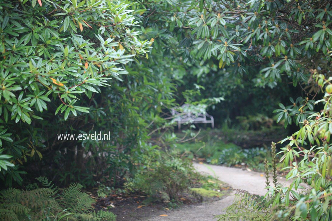 Rhododendron arboreum