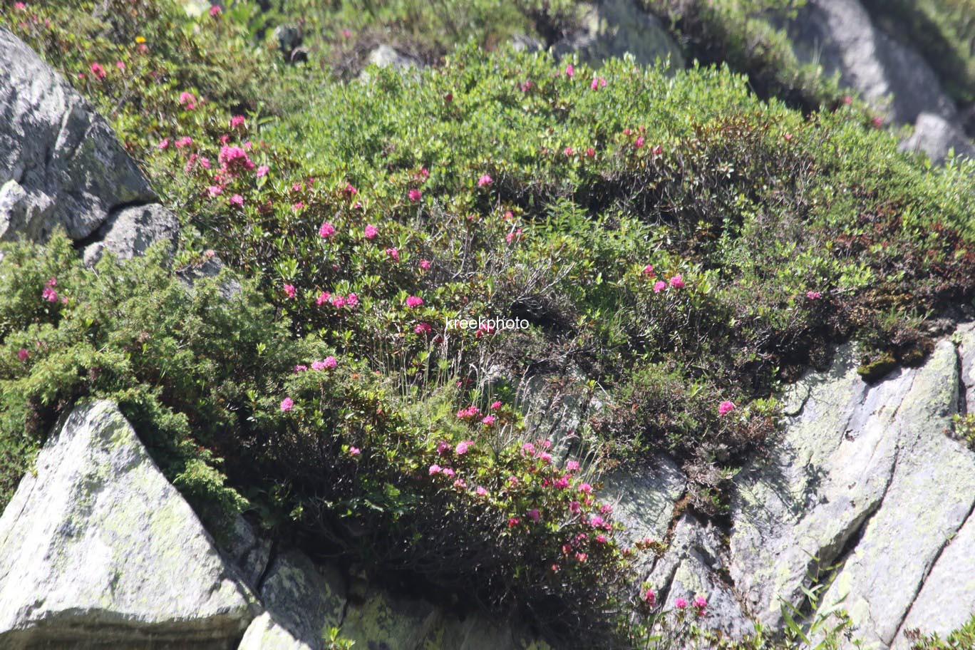 Rhododendron ferrugineum