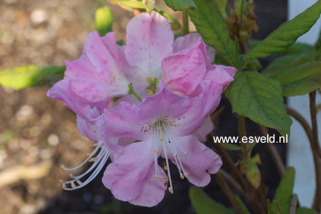 Rhododendron schlippenbachii