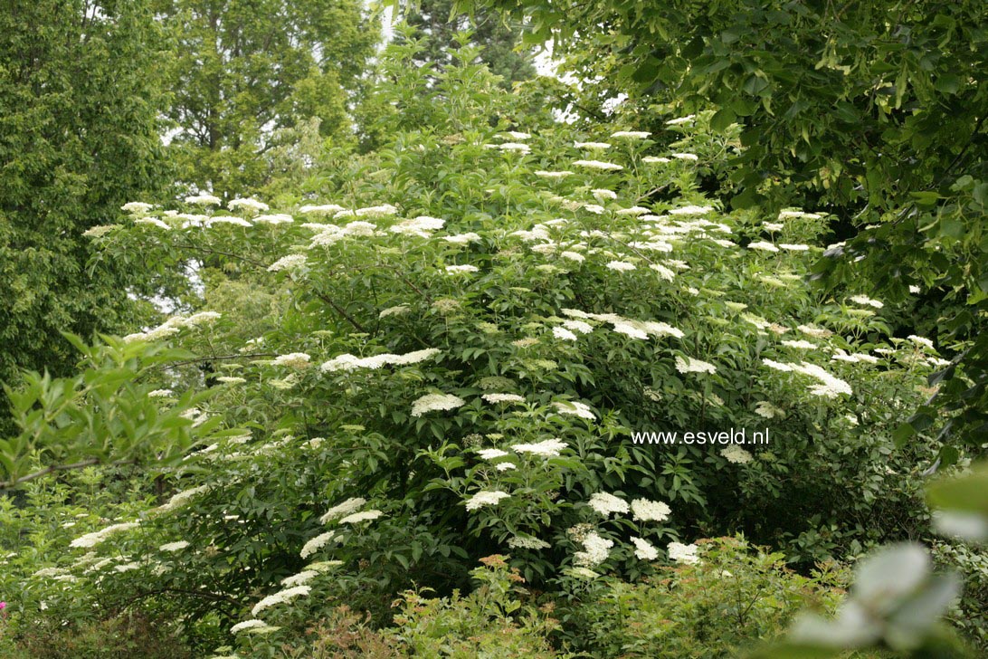 Sambucus nigra