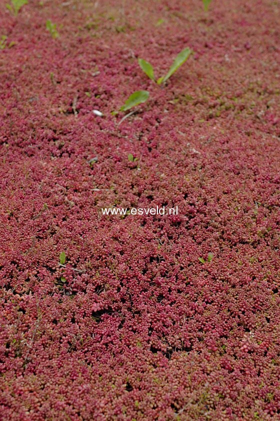 Sedum album