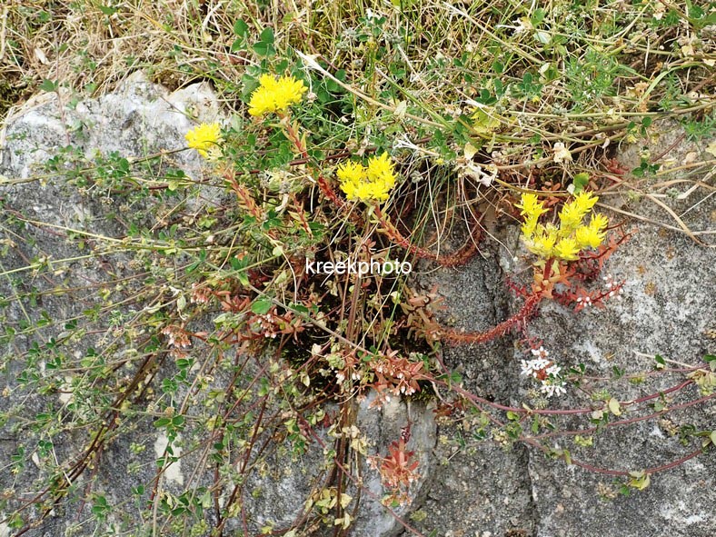 Sedum reflexum