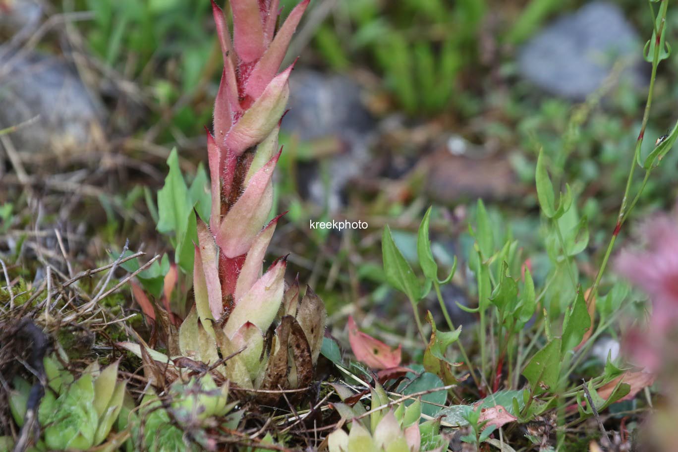 Sempervivum tectorum