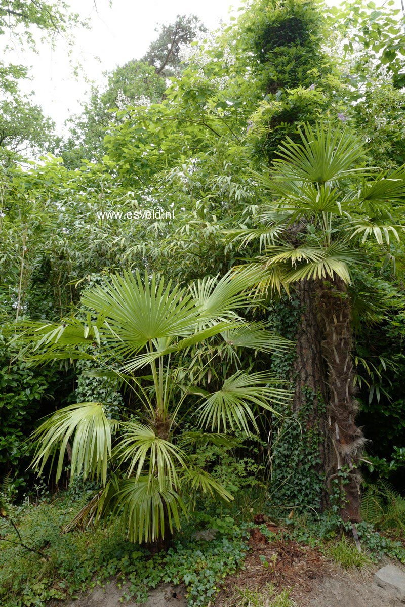 Trachycarpus fortunei