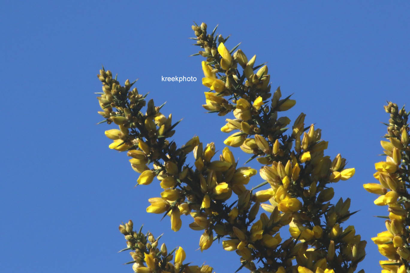Ulex europaeus