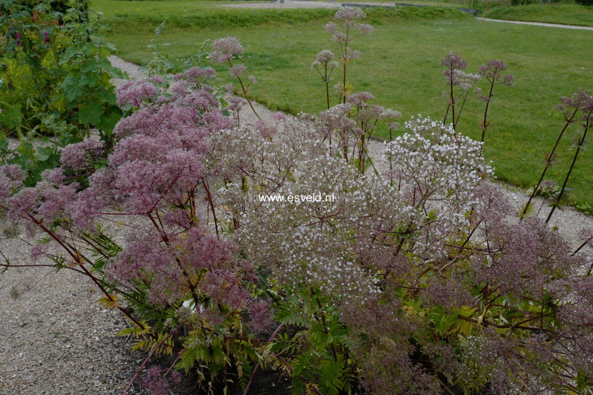 Valeriana officinalis