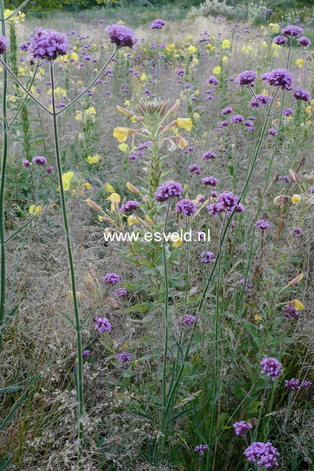 Verbena bonariensis