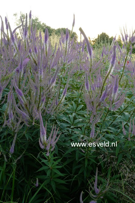 Veronicastrum virginicum 'Fascination'