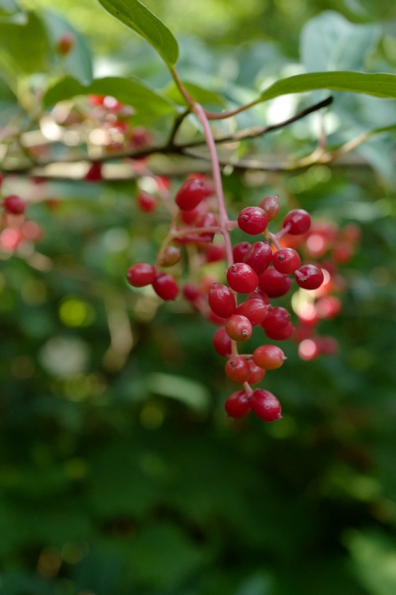 Viburnum hillieri 'Winton'