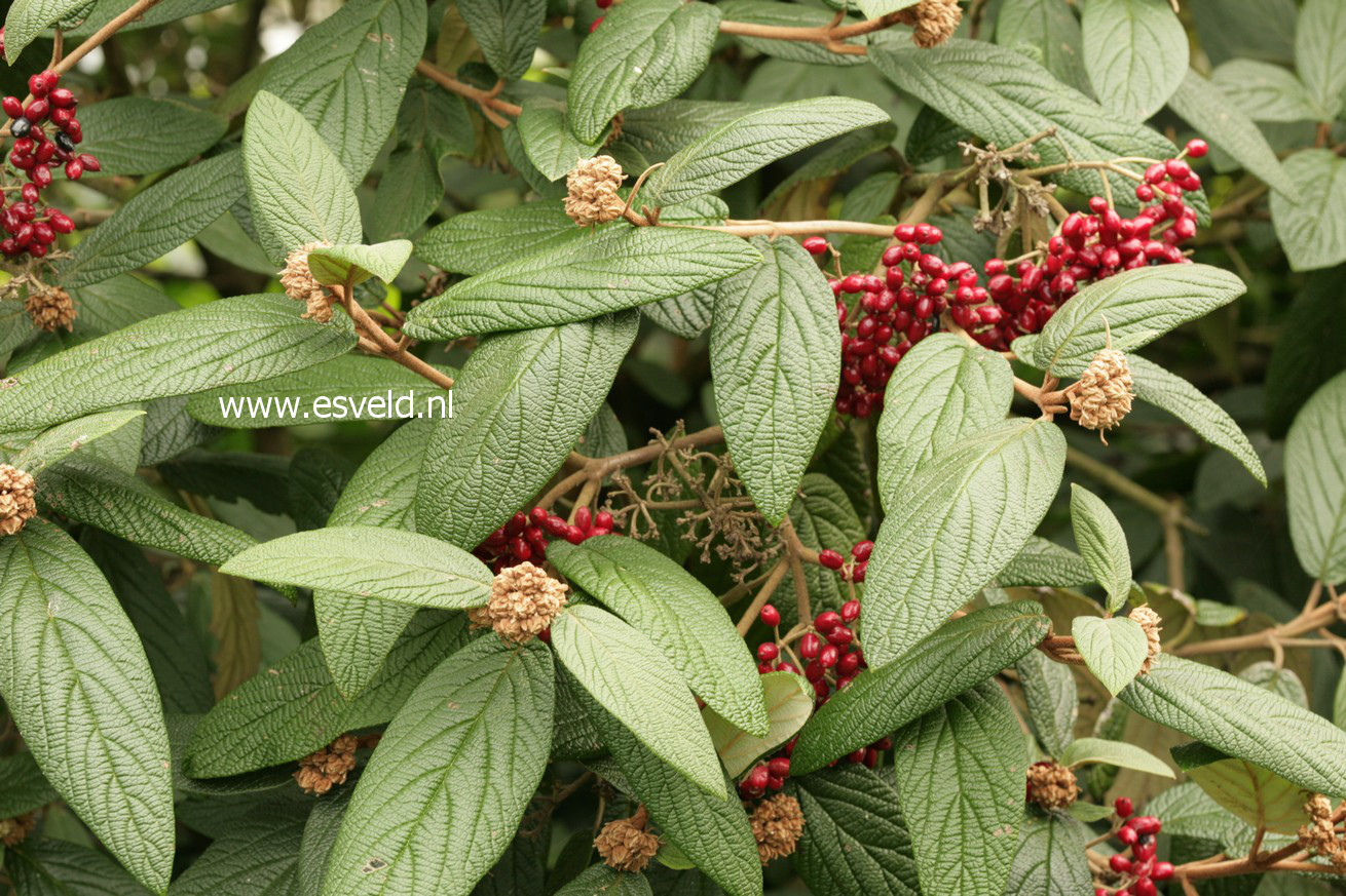 Viburnum rhytidophyllum 'Dart's Duke' (INTERDUKE)