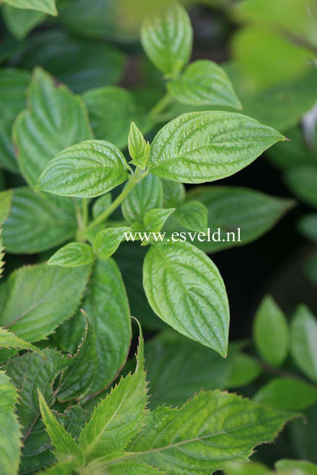 Cornus sessilis