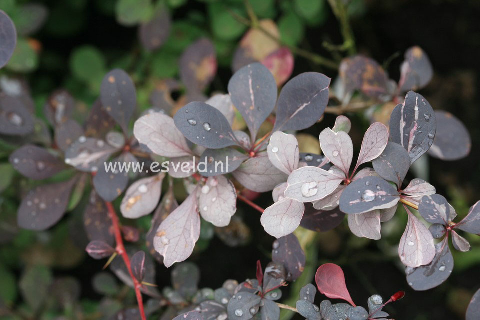 Berberis ottawensis 'Silver Miles' (23262)