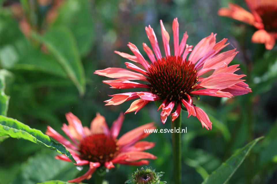 Echinacea purpurea 'Sunset' (23316)