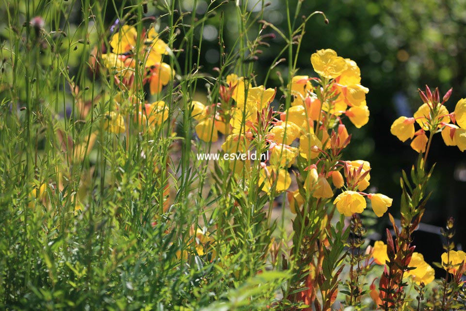 Oenothera fruticosa 'Yellow River'
