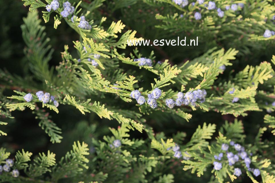 Chamaecyparis lawsoniana 'Ellwood's Empire'