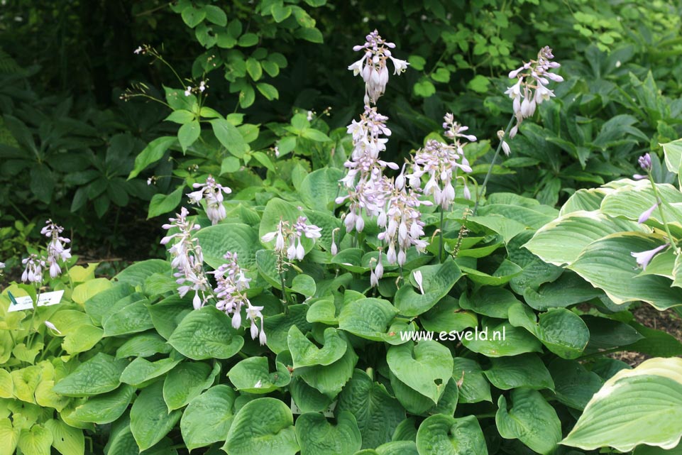 Hosta 'Candy Hearts'
