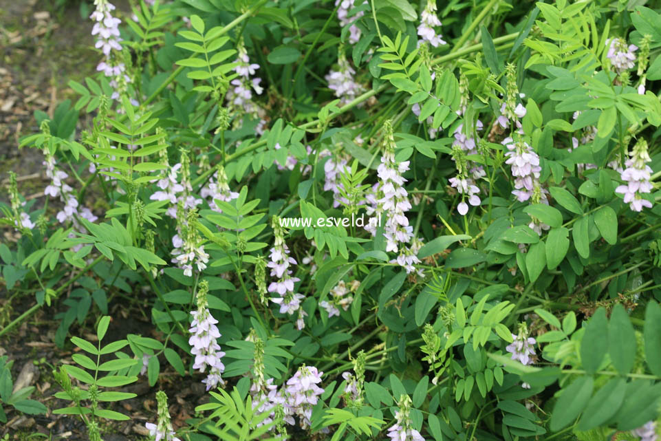 Galega hartlandii 'Lady Wilson'