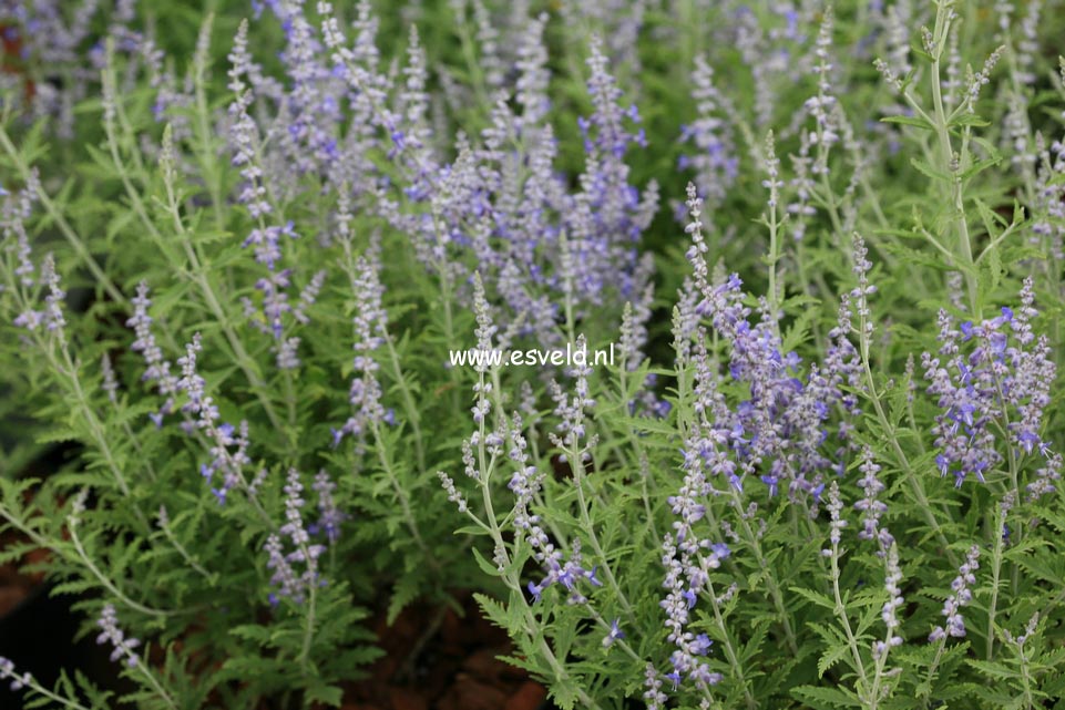 Perovskia atriplicifolia 'Lisslith' (LACEY BLUE) (23897)