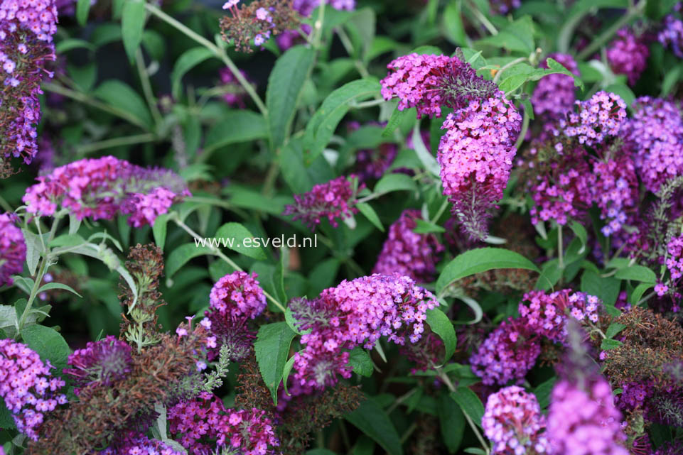 Buddleja davidii 'Tobudpipur' (BUZZ PINK PURPLE) (23912)
