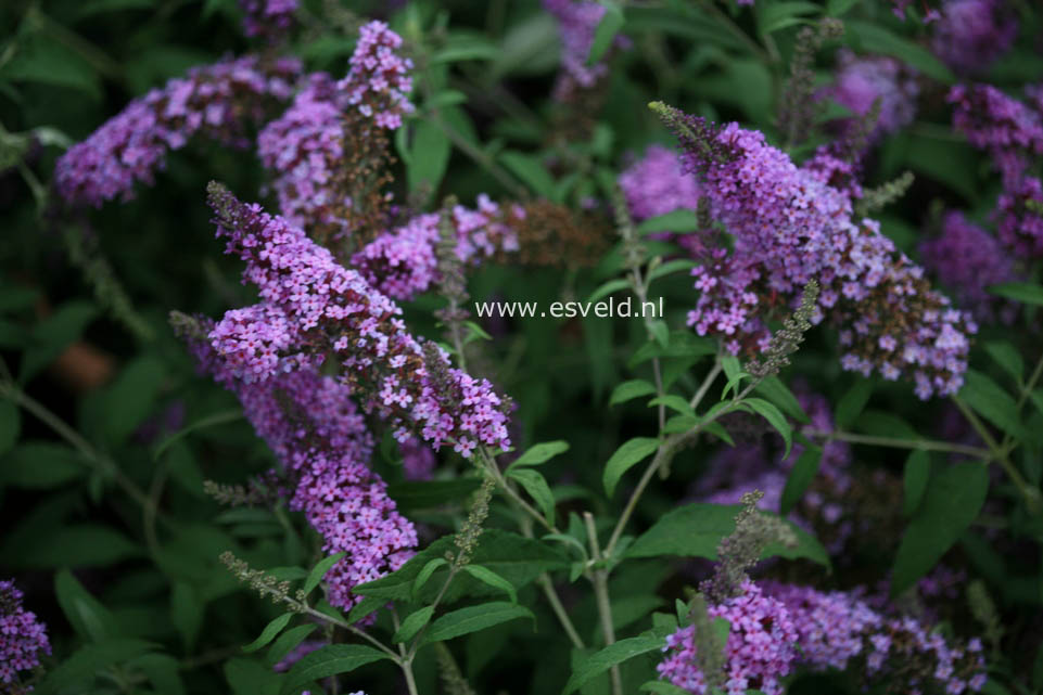 Buddleja davidii 'Tobudviole' (BUZZ VIOLET) (23938)