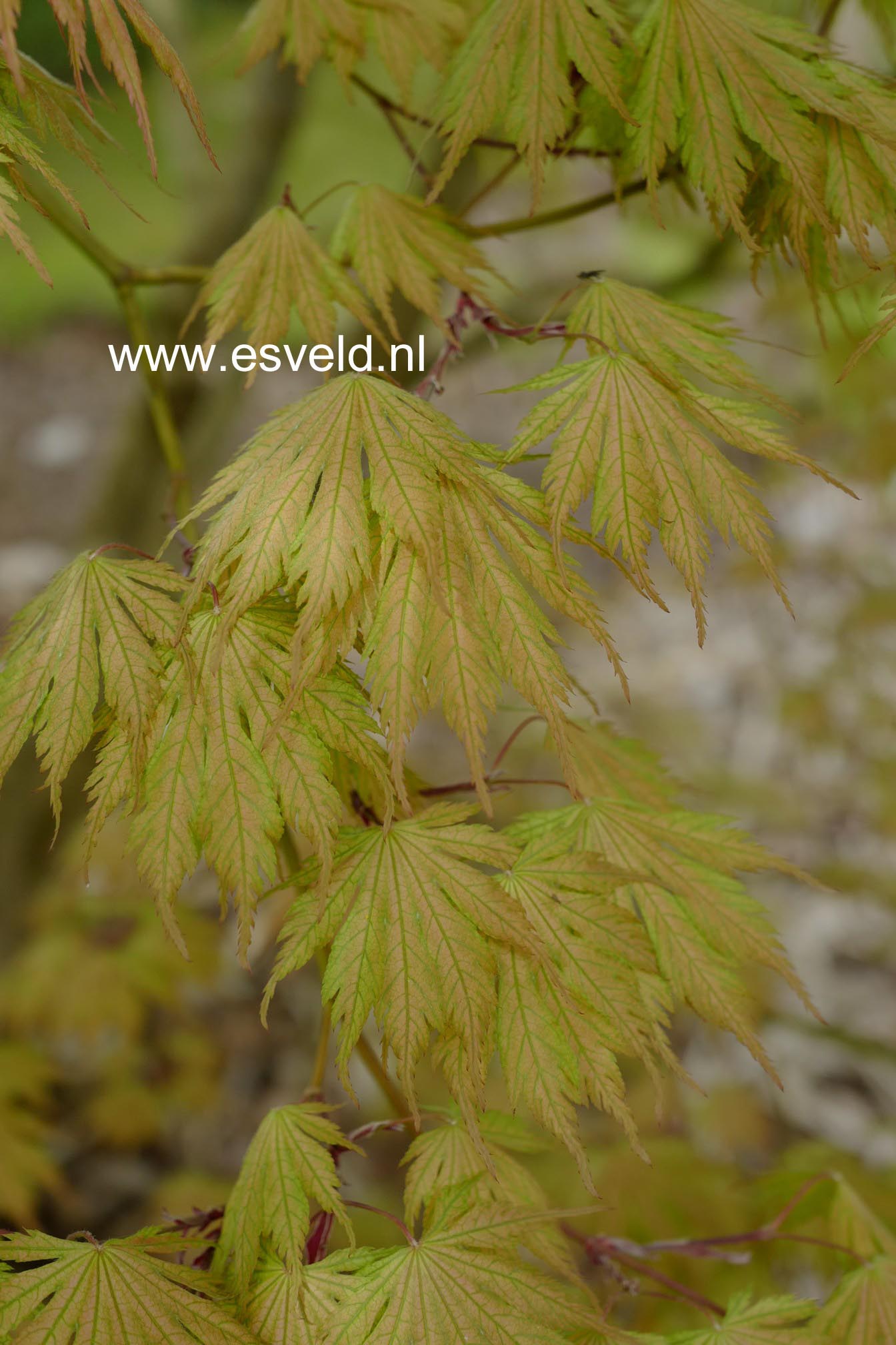 Acer palmatum 'Ariadne'
