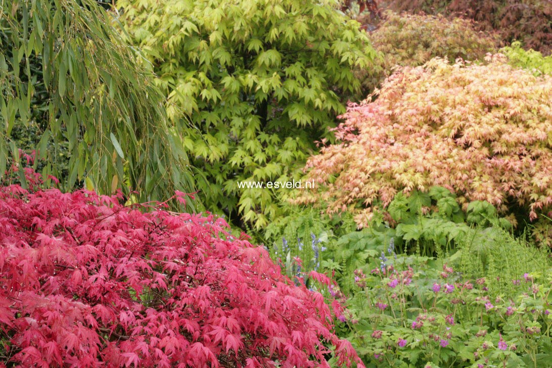 Acer palmatum 'Corallinum'