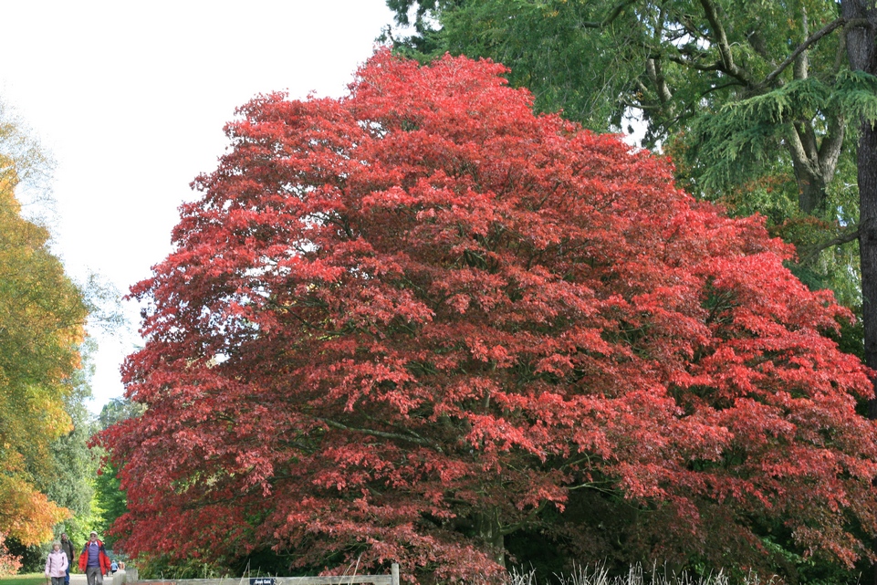 Acer palmatum 'Osakazuki'