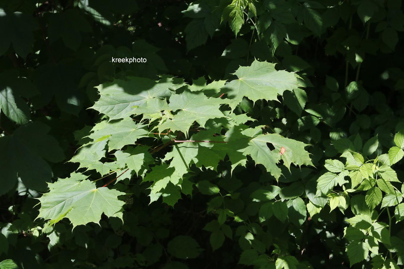Acer platanoides