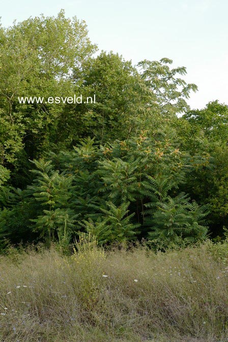 Ailanthus altissima