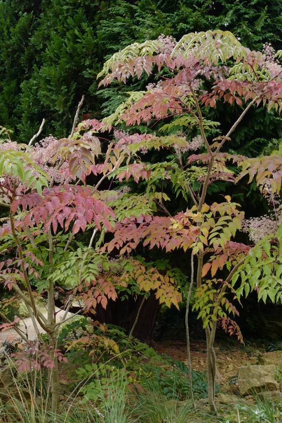 Aralia elata