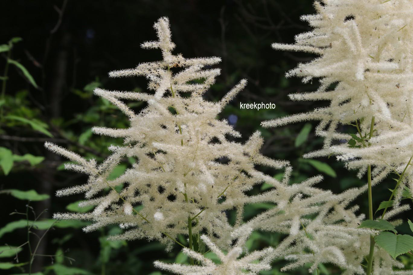 Aruncus dioicus