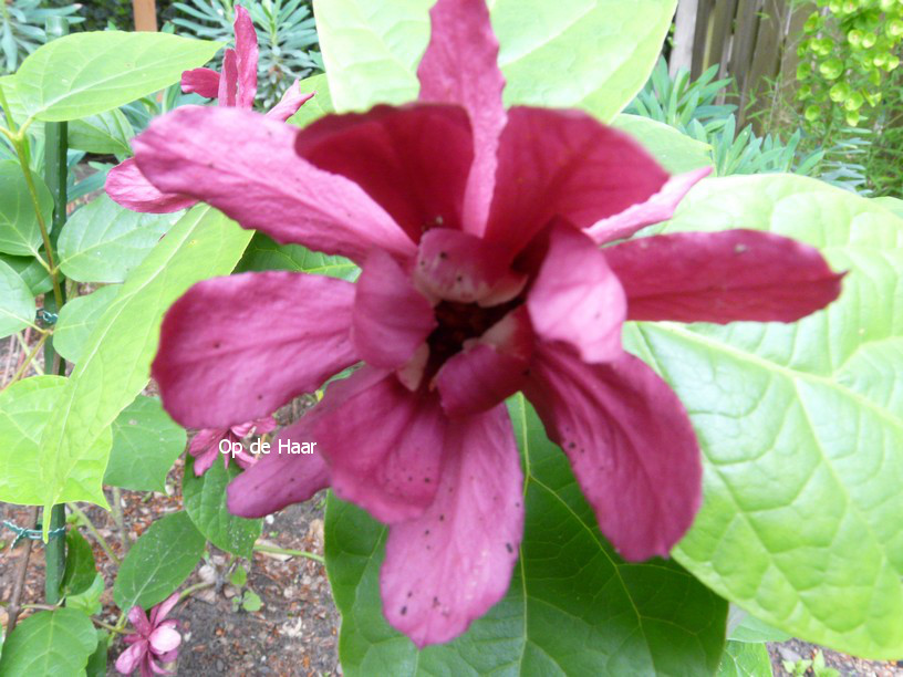Calycanthus raulstonii 'Hartlage Wine'
