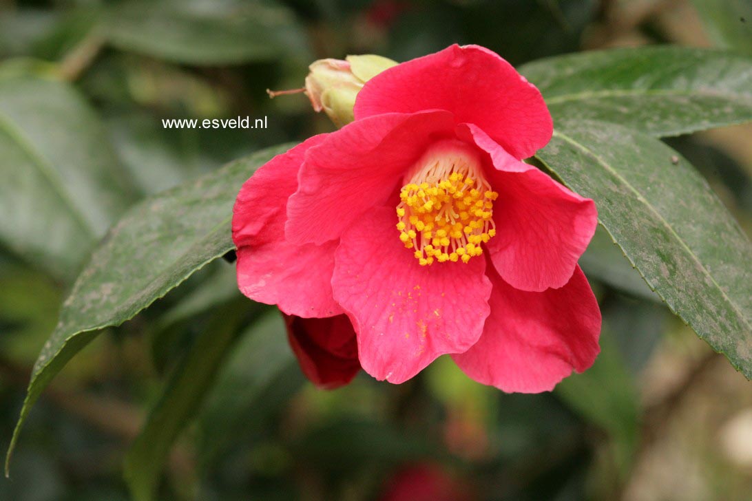Camellia japonica