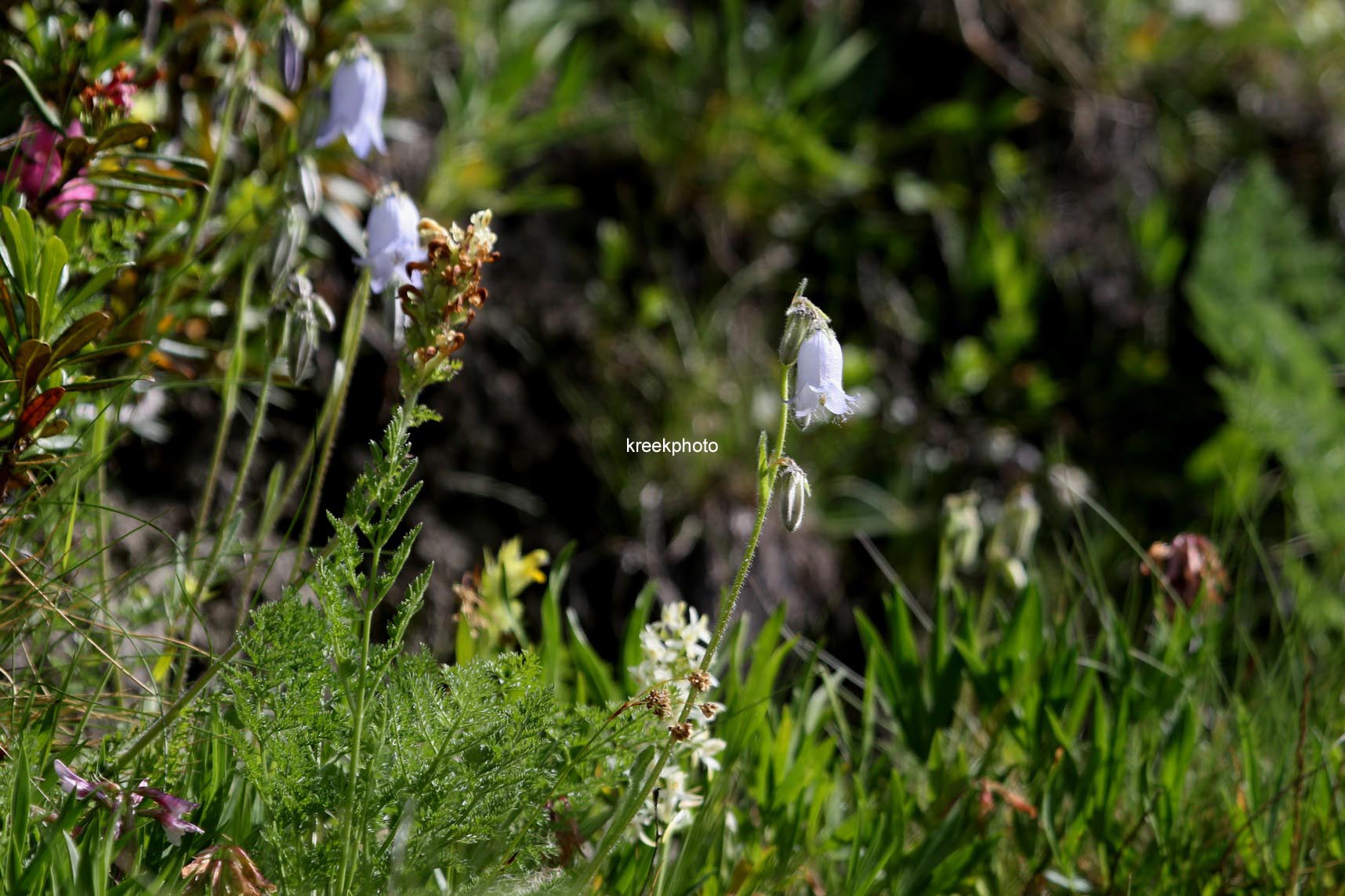 Campanula barbata