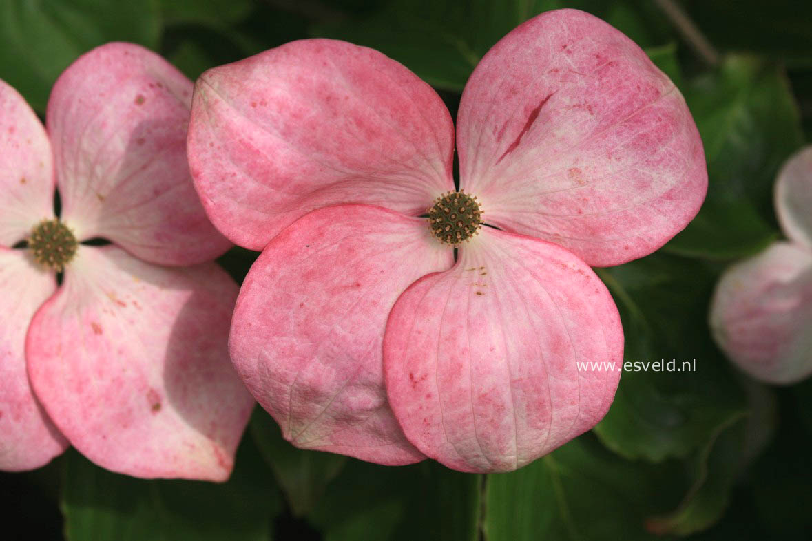 Cornus kousa 'Satomi'