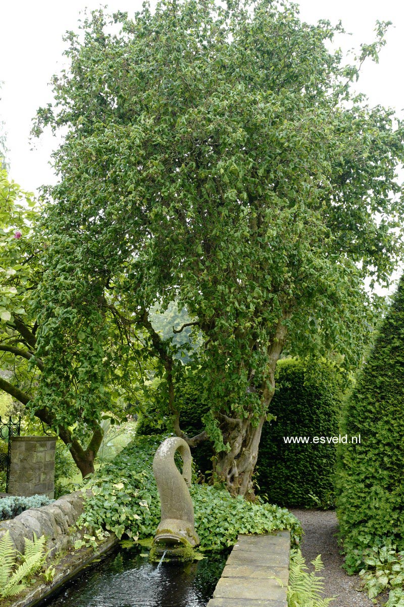 Corylus avellana 'Contorta'