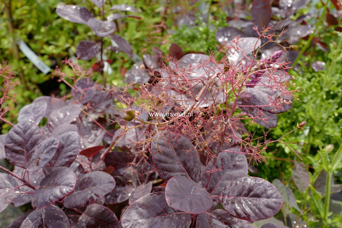 Cotinus coggygria 'Royal Purple'