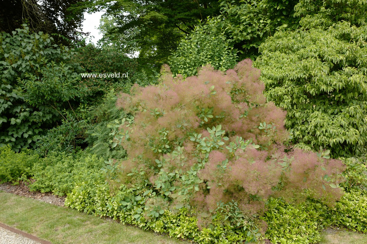 Cotinus coggygria