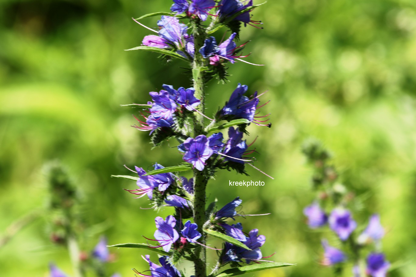 Echium vulgare