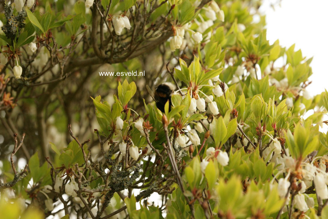 Enkianthus perulatus