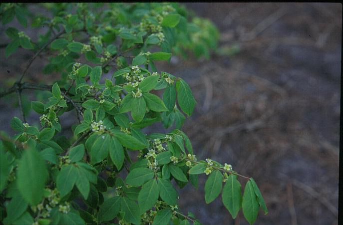 Euonymus alatus