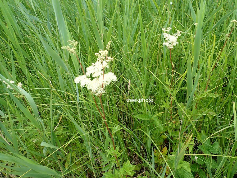 Filipendula ulmaria