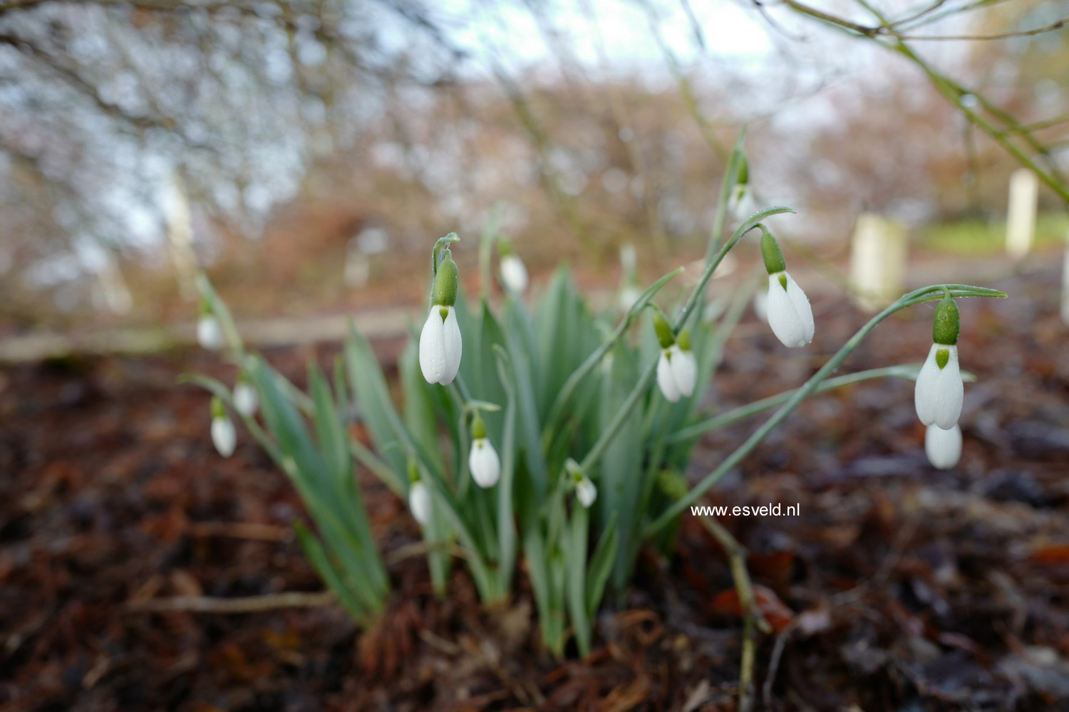 Galanthus nivalis